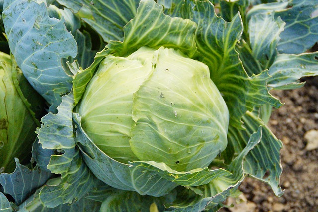 cabbage