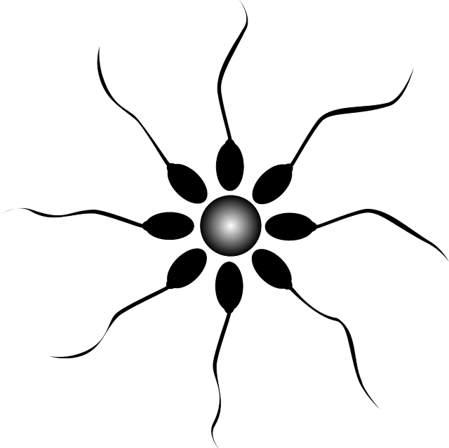 sperm Impregnate egg