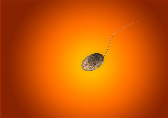 sperm cell